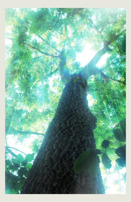 The Black Walnut Tree - thetemenosjournal.com