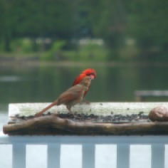Male Cardinal with Fledgling