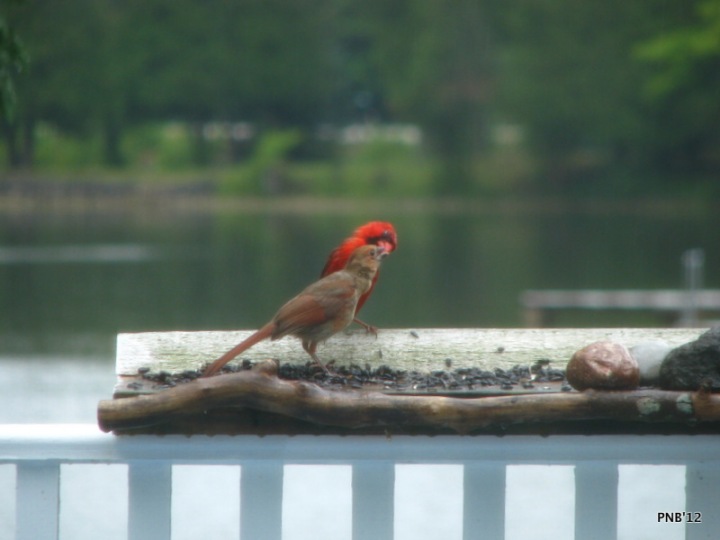 Male Cardinal with Fledgling