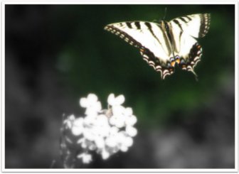 Butterfly & Phlox