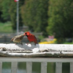 Cardinals - Mating Behaviour