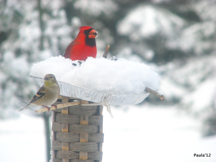 Winter - Cardinal & Goldfinch