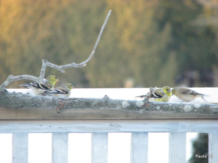 Spring - Goldfinch 
