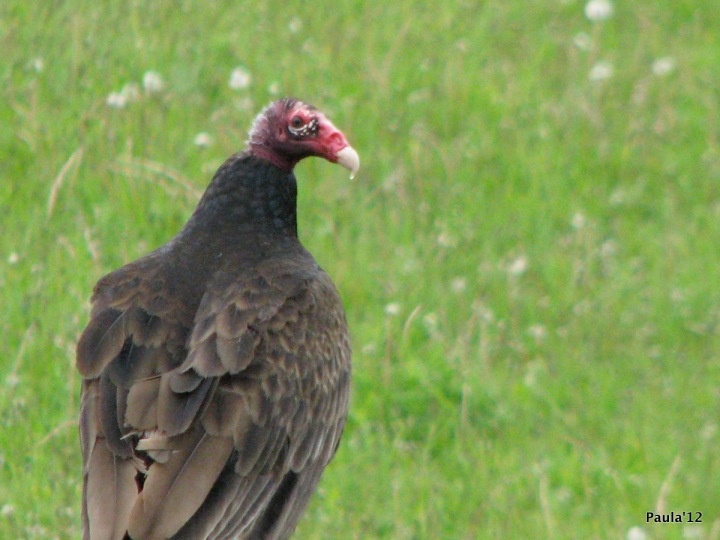 June - Turkey Vulture