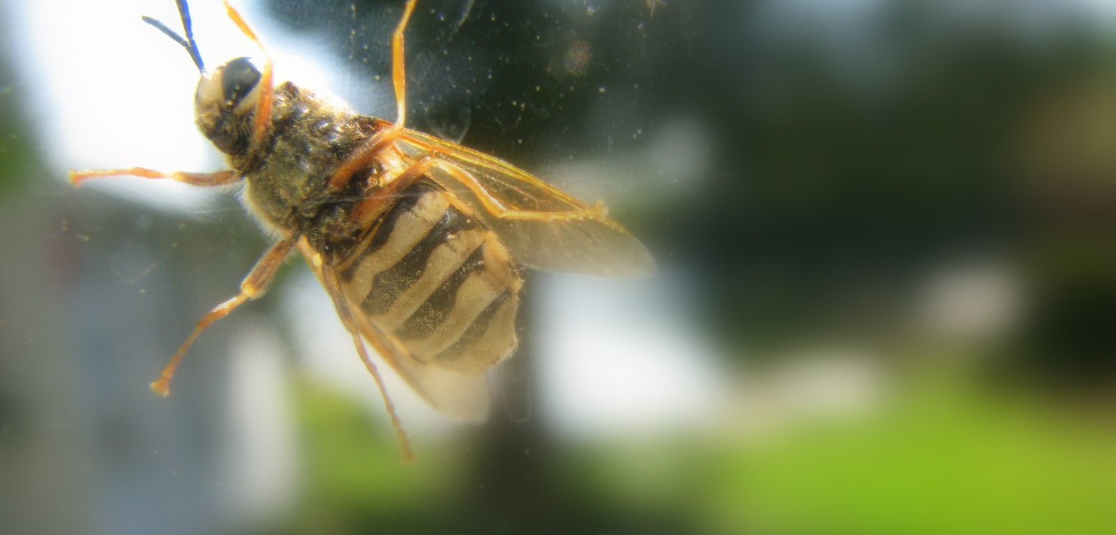 Bee on Windowpane
