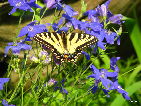 Butterfly & Delphinium