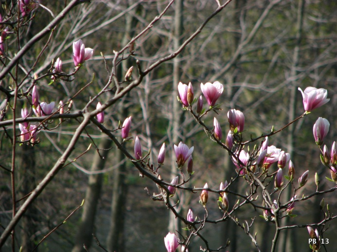 Magnolias C