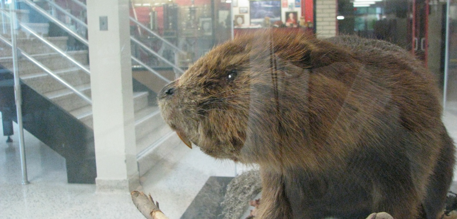A Stuffed Beaver