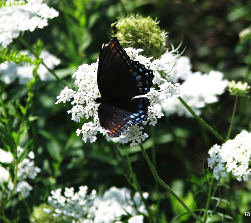 Butterfly on Queen Anne's Lace