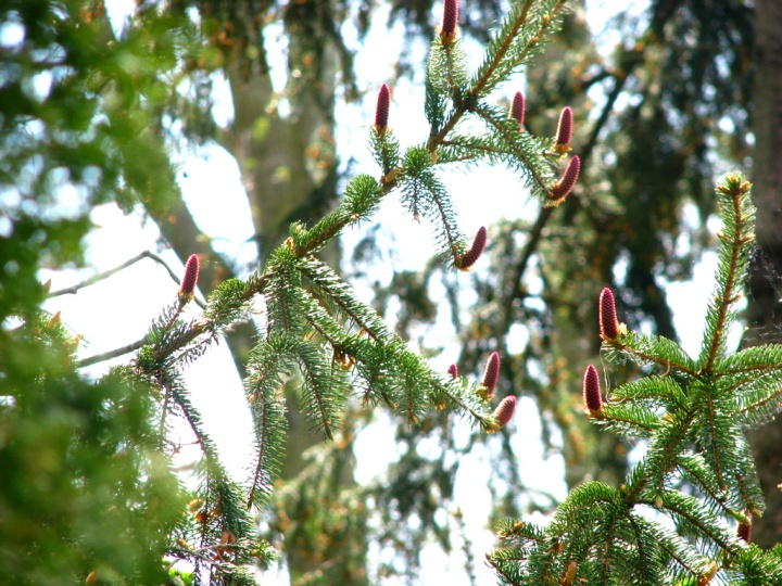 Norway Spruce buds