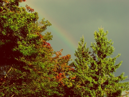 Rainbow over Cedars