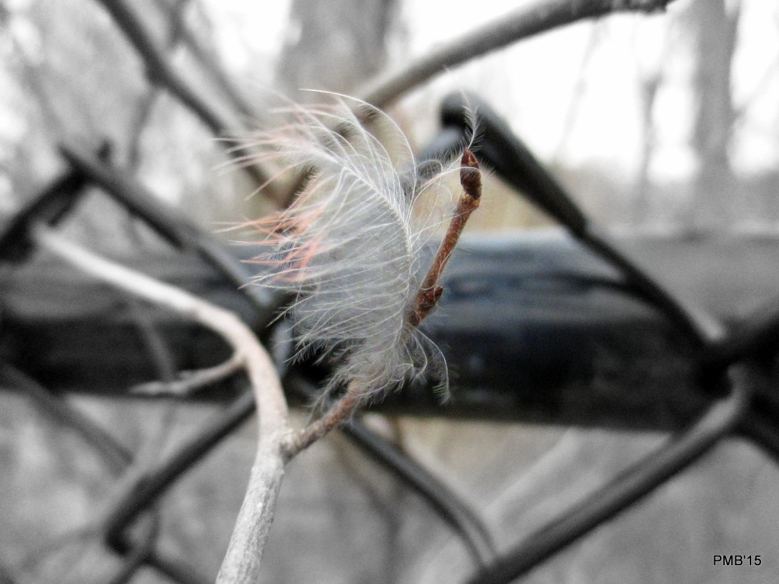 Feather In The Wind
