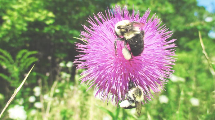 the bees august 12th, 2015 - thetemenosjournal.com