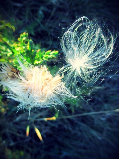 milkweed seed caught in wildflower