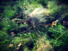 milkweed dancer in the meadow