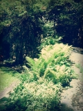 Ferns On A Path