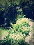 Ferns On A Path
