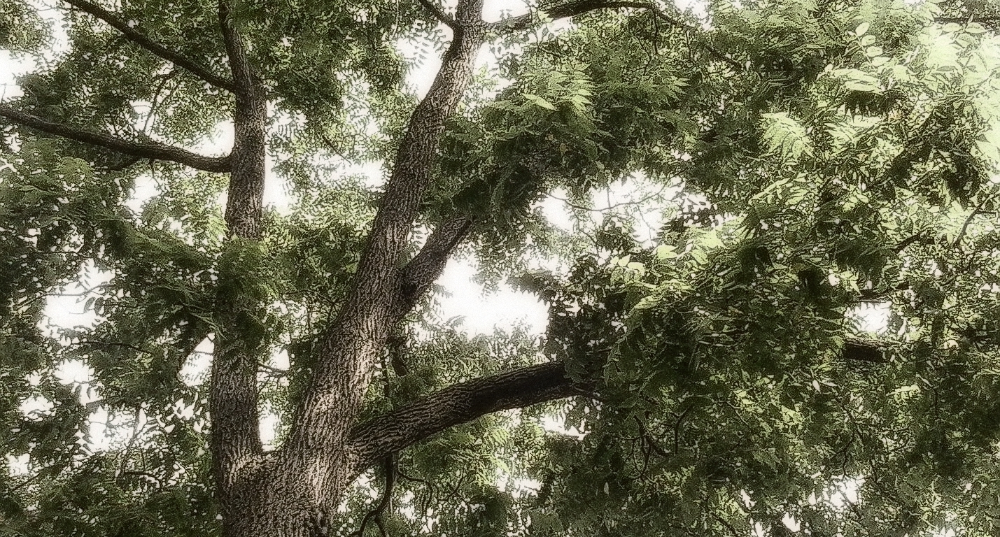 Under The Black Walnut Tree
