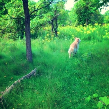 dog in meadow