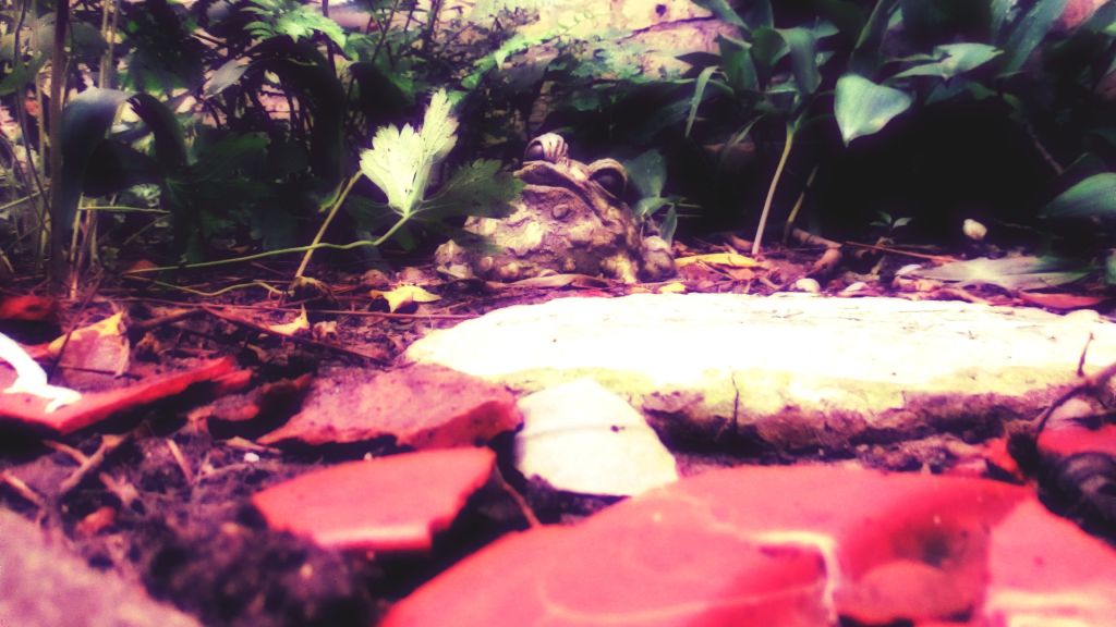 toad in garden