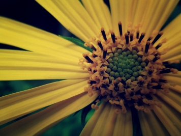 wild sunflower 2