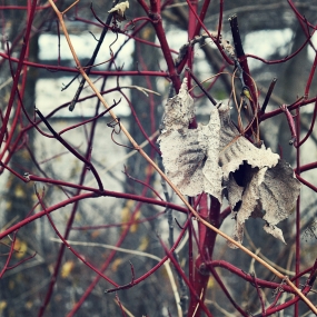 dogwood-and-dead-leaves
