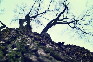 the-tree