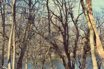 trees-of-thames-park-2