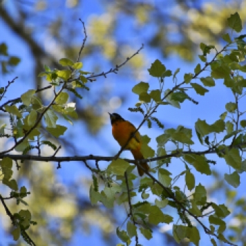 northern oriole 2