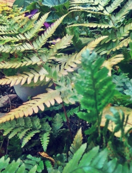 fronds of ferns 4