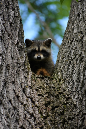 baby coon