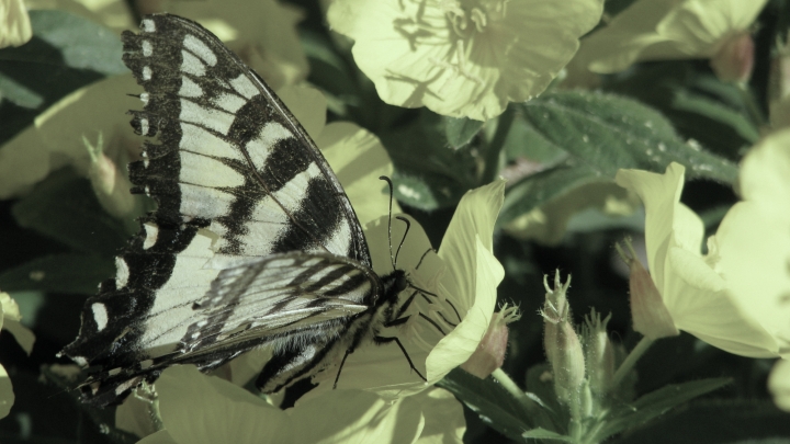 tattered Tiger Swallowtail Butterfly - thetemenosjournal.com