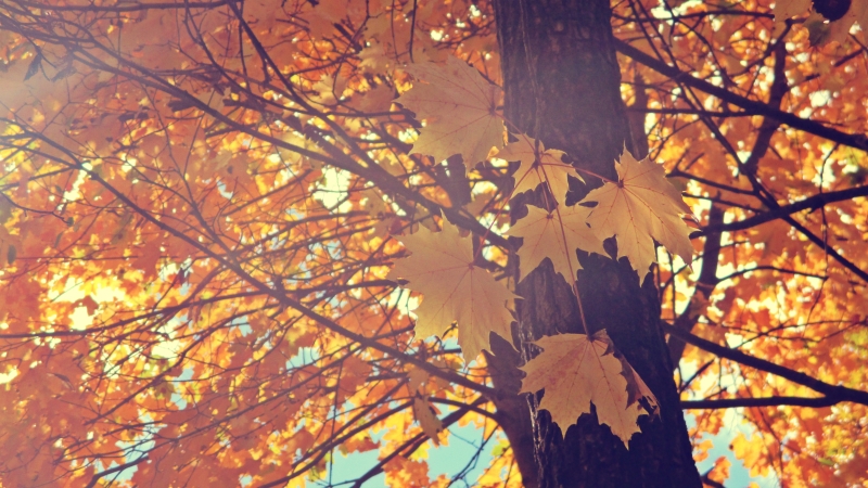 Golden Maple Leaves - thetemenosjournal.com
