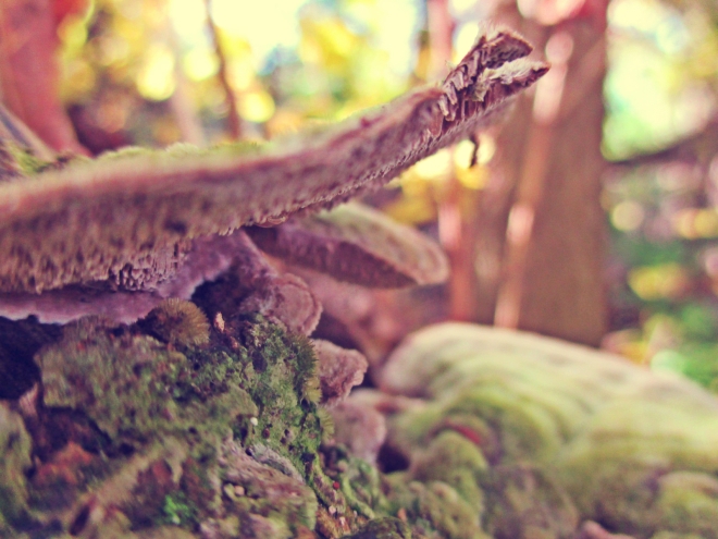Fungi In The Forest - thetemenosjournal.com