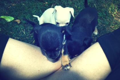 more puppies - thetemenosjournal.com