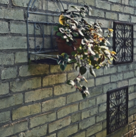 swedish ivy hanging on brick wall - thetemenosjournal.com
