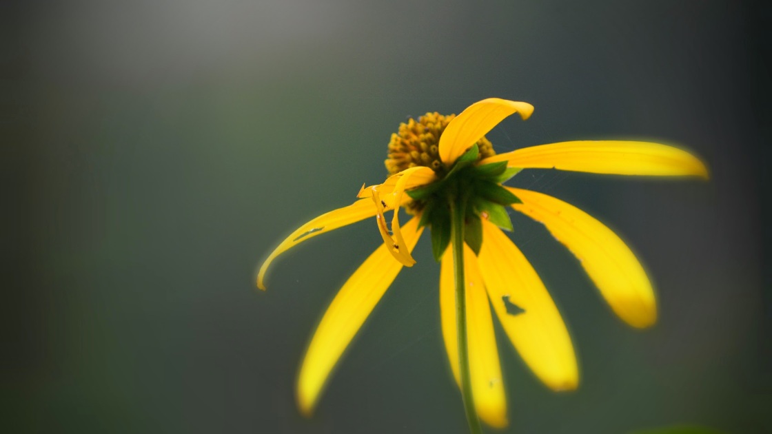 a woodland sunflower - thetemenosjournal.com