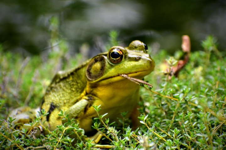 cool froggie - thetemenosjournal.com