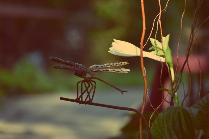 hosta-bloom-and-dragonfly