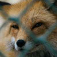 The Little Fox Who Let The Ruskies Into the Coup?