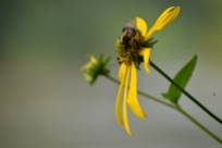 woodland sunflowers - thetemenosjournal.com