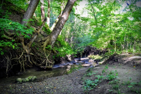 forest-stream-at-euston