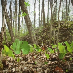 bloodroot and faery mound