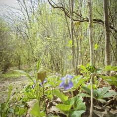 Spring at Euston Forest - thetemenosjournal.com