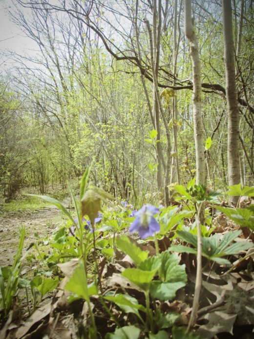 Spring at Euston Forest - thetemenosjournal.com