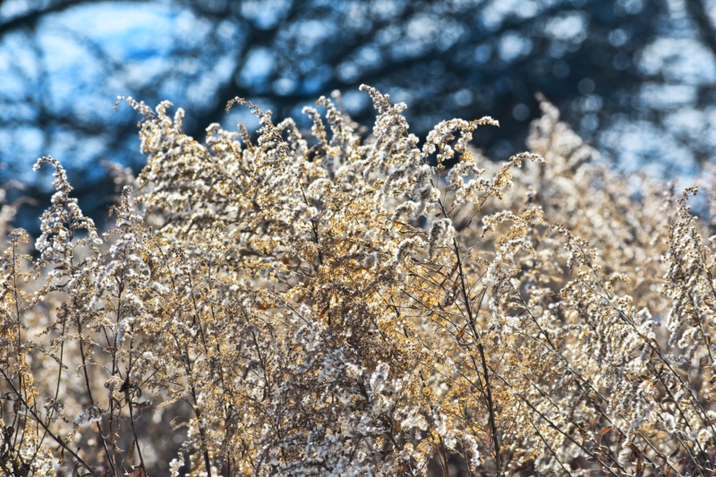 dried goldenrod in winter - thetemenosjournal.com