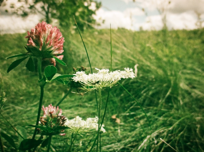 clover and queen anne's lace - Euston Meadow - london, ontario, canada - thetemenosjournal.com