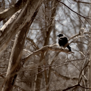 blackbird-on-a-branch