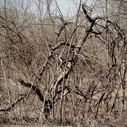 lines of dead apple trees
