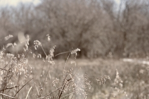 seedheads-in-spring-3
